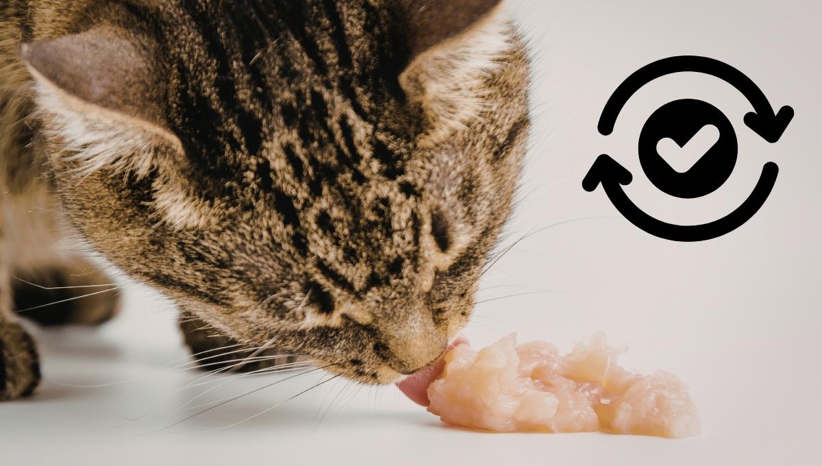 Los 6 tips para cambiar el alimento de tu gato sin que le cause problemas